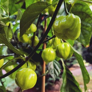 Könnte beinhalten: Nahaufnahme einer Paprikapflanze mit mehreren grünen, unreifen Habanero-Paprika. Die Paprika sind rund und holprig und hängen an grünen Stielen mit großen, dunkelgrünen Blättern. Der Hintergrund ist unscharf, was auf eine Umgebung im Freien hindeutet.