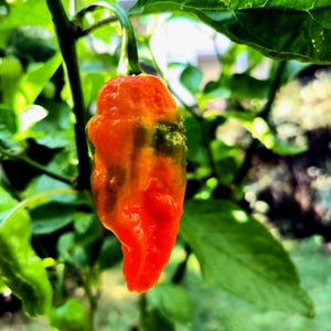 Könnte beinhalten: Nahaufnahme einer leuchtend orange-roten Paprika, die an einem grünen Stiel hängt. Die Paprika hat eine unebene Textur und ist von üppigen grünen Blättern umgeben, mit einem unscharfen Hintergrund.