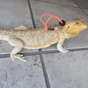 May include: A tan and yellow bearded dragon lizard wearing an orange harness and leash. The reptile is on a gray tiled surface. The lizard's skin has a textured appearance with small, dark spots.