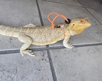 Può includere: Una lucertola drago barbuto marrone e gialla con un'imbracatura e un guinzaglio arancione. Il rettile è su una superficie piastrellata grigia. La pelle della lucertola ha un aspetto strutturato con piccole macchie scure.