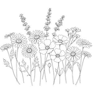 Wildflower Sketch Clipart Png : Black and White Floral Drawings (Transparent background PNG Digital Download)