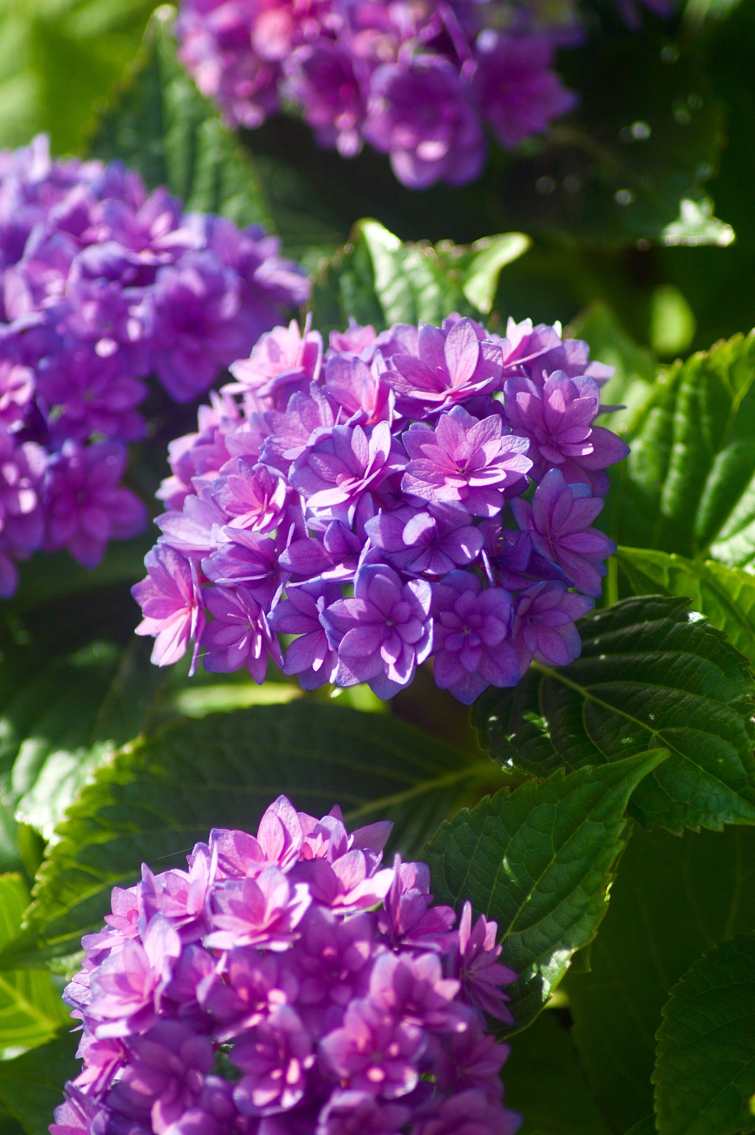 Printable Eternal Bloom Closeup Purple Hydrangeas Etsy