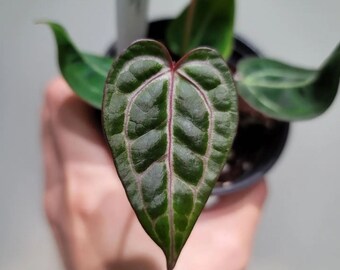 Anthurium Red Raspberry b17 Flowering NSE Red Crystallinum X doc Block ...