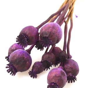 Dried Poppy Seed Head Bunch: Purplish Wild Papaver Stems, Rustic Eco-Friendly Decor