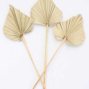Natural Dried Tropic Palm Spear – 3 Stems – 30-40 cm (11.8-15.7 in.) – Rustic Palm Leaves for Wedding, Boho Decor & DIY Arrangements