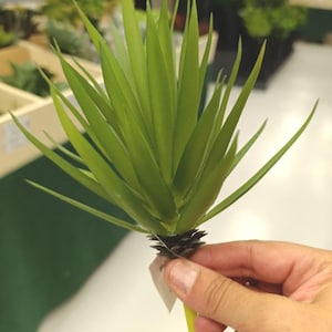 Faux Agave Succulent Stem: Realistic Green Cactus Decor - 20cm