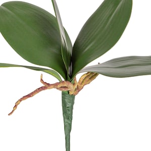 Orchid Leaves and Roots - Phalaenopsis 25cm/9.8&quot;  Realistic Faux Green Orchid Leaf Stem for Home, Office, Floral Decor & Plant Arrangements