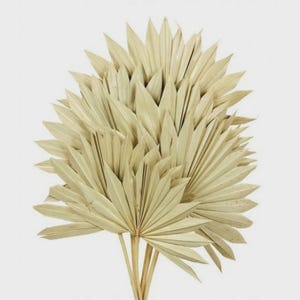 Natural Dried Tropic Palm Leaves – 4 Stems – 40 cm (15.7 in.) – Rustic Tropical Leaves for Boho Wedding, Home & DIY Floral Decor