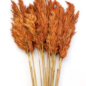 Natural Dwarf Pampas 10 Stem Bundle - 55 cm / 21.7 inch – Long-Lasting Fall Decor, Shed-Free, Perfect for Boho, Rustic, or DIY Flower Decor