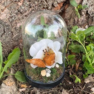 Butterfly Terrarium