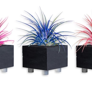 Organically Enhanced Color Air Plant - Ionantha Tillandsia in Black Planter