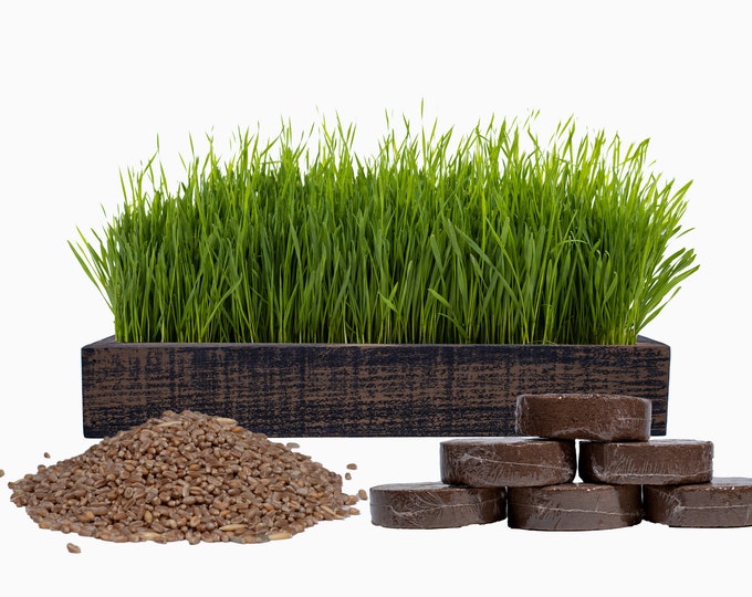 Organic Cat Grass Kit: American Cedar Planter, Wheatgrass Seeds & Soil