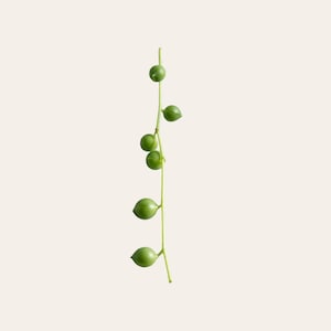 May include: A single stem of a string of pearls plant with green leaves and round, green fruit.