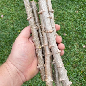 Cassava / Yuca cuttings 5 pieces