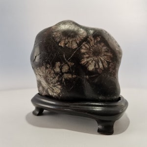 Suiseki Japanese Viewing Stone Kikkaseki Chrysanthemum Stone 519g