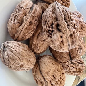 Puede incluir: Primer plano de varias nueces marrones con cáscaras texturizadas, presentadas en un plato blanco. Las nueces están agrupadas, mostrando sus formas únicas y variaciones de color naturales. La imagen destaca las formas orgánicas de las nueces.