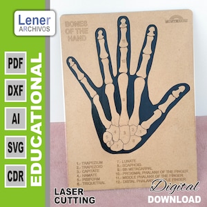 Rompecabezas de la mano, juguetes Montessori, regalos para niños de educación preescolar, Huesos de la mano SVG, PDF glowforge, dedo, uña AI