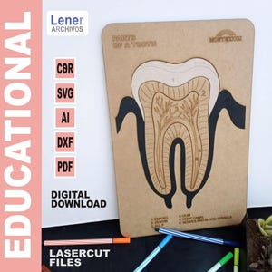 Lasergeschnittenes MDF-Zahnpuzzle - Lernspielzeug für Kinder, ideal zum Erlernen der Zahnpflege SVG-PDF-Download