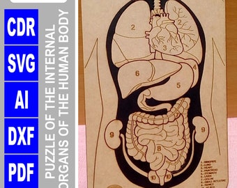 Rompecabezas del cuerpo humano, juguetes Montessori, regalos para niños de educación preescolar, juguetes de actividades SVG CDR pdf digital