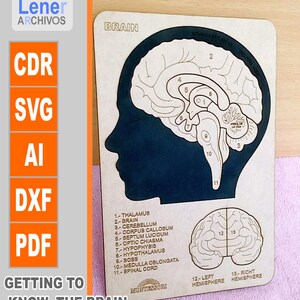 Puede incluir: Un rompecabezas de madera del cerebro con 13 piezas numeradas, que muestra las diferentes partes del cerebro. El rompecabezas está etiquetado con los nombres de cada parte, incluyendo el tálamo, el cerebelo, el cuerpo calloso, el septum pellucidum, el quiasma óptico, la hipófisis, el hipotálamo, el jefe, la médula oblonga, la médula espinal, el hemisferio izquierdo y el hemisferio derecho. El rompecabezas está etiquetado "Getting to Know the Brain" y "Montessori".