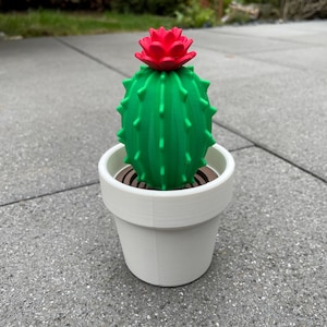 Könnte beinhalten: Ein kleiner grüner Kaktus mit einer roten Blüte oben, eingetopft in einen weißen Keramiktopf. Der Kaktus steht auf einer grauen Betonfläche.