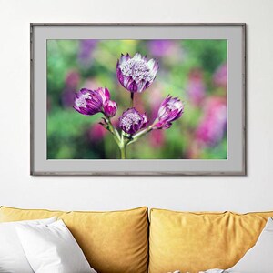 Pink Astrantia Photo Digital Download, Pink Flower Photo Art, Floral Photography, Flower art, Botanical Instant Decor, DIY Print, Home Decor