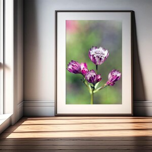 Pink Astrantia Photo Digital Download, Pink Flower Photo Art, Floral Photography, Flower art, Botanical Instant Decor, DIY Print, Home Decor