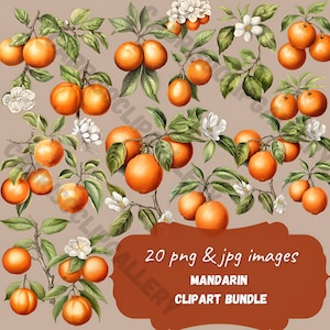 Imágenes prediseñadas de frutas de acuarela, 20 PNG de alta resolución, imágenes prediseñadas de mandarina, descarga instantánea de uso comercial, pegatinas de refrigerios, imprimibles de menú