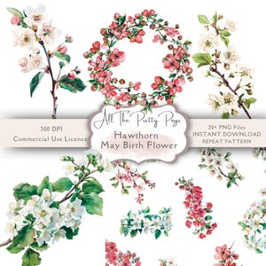 Naissance, mois, aubépine, fleur, PNGs