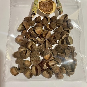 Puede incluir: Una bolsa de plástico transparente llena de aproximadamente 50 tapas de bellotas marrones. La bolsa también contiene un pequeño trozo de papel marrón con un sello de cera dorado con un diseño de árbol y dos pequeñas ramitas con líquenes verdes.