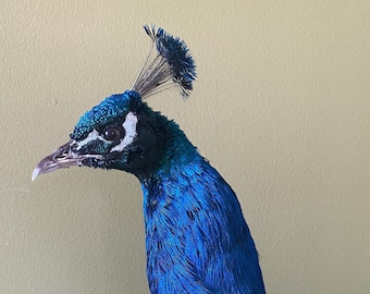 Montura de pie de pavo real de hombros negros/azul indio