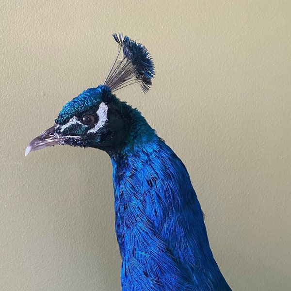 Montura de pie de pavo real de hombros negros/azul indio