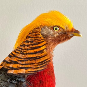 Può includere: Un esemplare di fagiano dorato imbalsamato con una cresta giallo brillante, piume a strisce arancioni e nere e un petto rosso.