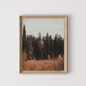 Montana Forest Wall Art, Nature Home Decor, Rustic Photography, Tall Evergreen Trees, Forest Printable Art, Montana Landscape Decor