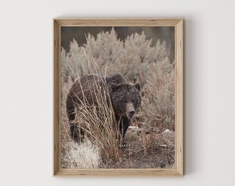 Oso grizzly en la artemisa, decoración de cabaña rústica, cartel de oso grizzly, fotografía de vida silvestre, naturaleza imprimible, arte digital de oso grizzly