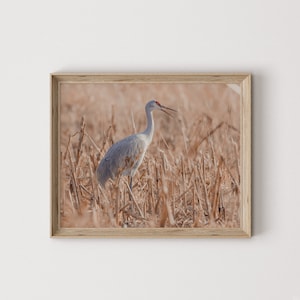 Sandhill Crane In Corn Stalks, Migratory Bird Wall Art, Gift For Hunter, Sandhill Crane Photography, Upland Bird Wall Art, Rustic Printable