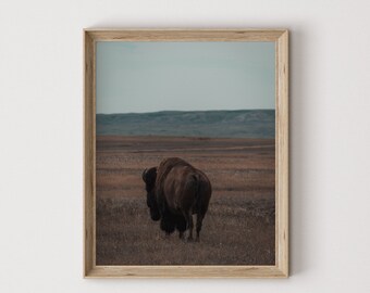 Puede incluir: Un bisonte marrón se encuentra en un campo con un horizonte azul lejano. El bisonte está de espaldas a la cámara y mira hacia la derecha. El campo está cubierto de hierba marrón.