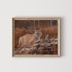Mountain Lion In Fall Wall Art, Cabin Home Decor, Rustic Photography, Mountain Lion Digital Art, Nature Print, Wildlife Printable Art