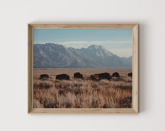 Wild Bison Herd In Wyoming, Grand Tetons Scenery, Montana Wall Art, Bison Photography, Wildlife Poster, Grand Teton Bison Herd Printable