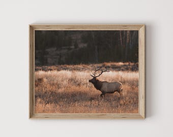 Elk In Golden Field Print, Northern Arizona Elk Poster, Gift For Hunter, Bull Elk Wall Art, Wildlife Photography, Western Rustic Elk Decor