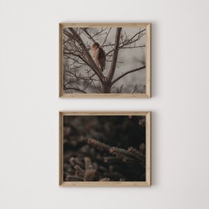 May include: Two framed nature prints. The top print shows a hawk perched on a tree branch against a muted sky. The bottom print is a close-up of evergreen needles. Both prints are in light wood frames.