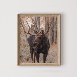 Young Bull Moose Photography, Colorado Moose Poster, Autumn Wildlife Print, Moose Digital Art, Western Moose Photo, Woodland Wildlife Decor