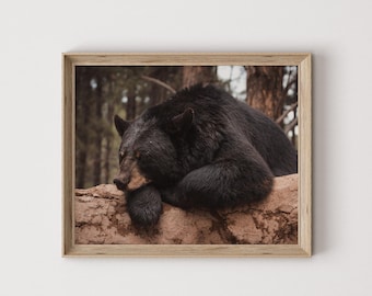Impression d'ours noir somnolent, affiche d'ours noir de l'Arizona, décoration animalière, photographie rustique, art mural ours noir, affiche d'ours automne chaud