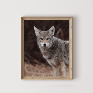Art numérique coyote nordique, affiche rustique de la faune, art mural pour lodge, cadeau pour amateur de plein air, coyote occidental à imprimer, animal primitif