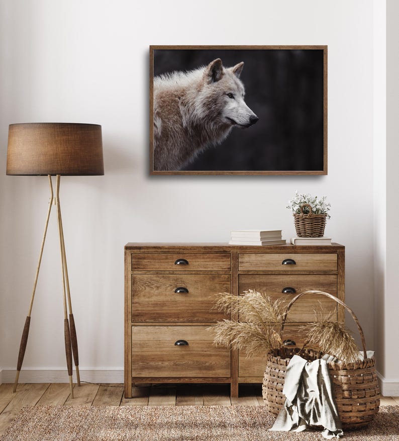 Peut inclure: Un portrait rapproch&eacute; d'un loup blanc sur un fond sombre. Le loup regarde vers la droite du cadre, la t&ecirc;te l&eacute;g&egrave;rement inclin&eacute;e. La fourrure du loup est douce et moelleuse, et ses yeux sont per&ccedil;ants.