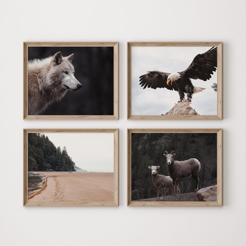 Peut inclure: Un ensemble de quatre tirages encadr&eacute;s pr&eacute;sentant des photographies de la faune. Les tirages repr&eacute;sentent un loup, un aigle, une ch&egrave;vre de montagne et une sc&egrave;ne de plage.