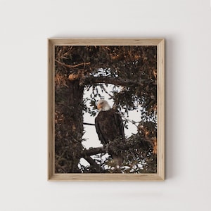 Bald Eagle In Pine Tree Print, Birds Of Prey Wall Art, Nature Photography, Wildlife Poster, Bald Eagle Digital Art, Western Eagle Decor