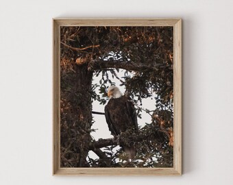 May include: A bald eagle perched on a branch in a tree, with its head turned to the side. The eagle is brown and white with a yellow beak. The background is a blurry light blue sky.