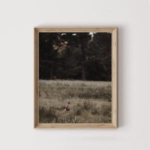 Fasan auf Wiese Wandkunst, Hochland Vogel Poster, Fasan Fotografie, Geschenk für Jäger, rustikale Wohnkultur, Kunstwerk im Hüttenstil
