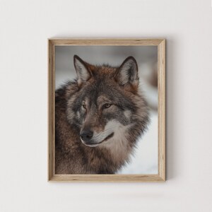 Grey Wolf Printable Art, Rustic Home Decor, Winter Wolf Wall Art, Nature Photography, Wild Wolf Digital Art, Grey Wolf In Wyoming